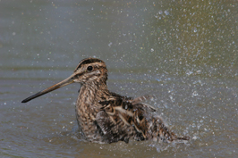 ..::Snipe::..